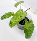 Paraiso Verde Philodendron