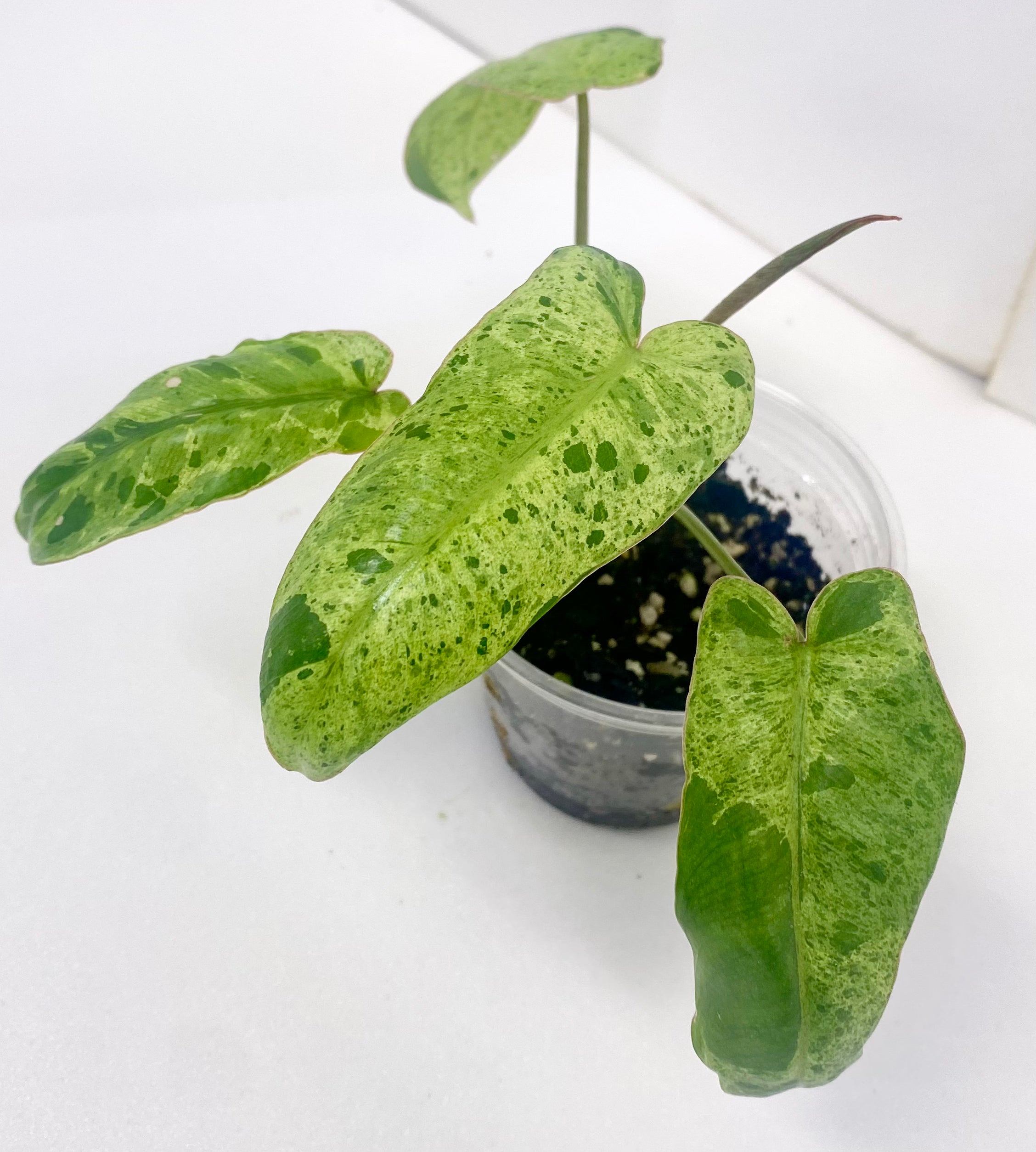 Paraiso Verde Philodendron